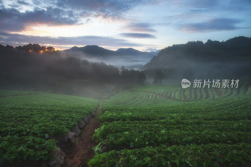 美丽的日出在草莓田梯田在doi angkang，泰国清迈